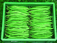 Marona