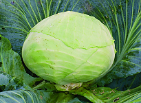 Türkis