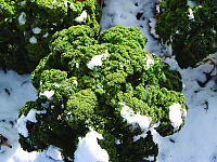 Halbhoher, grüner, krauser