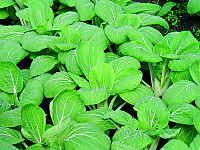 Zelí čínské Pak Choi