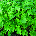 Namenia