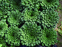Tatsoi, Rosetten Pak Choi