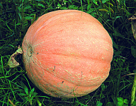Gelber Zentner