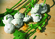 Patisson Custard White