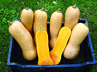 Butternut Waltham