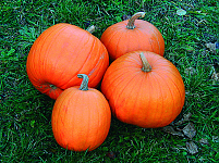 Jack o Lantern