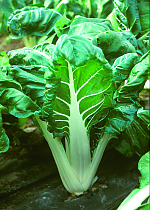 Verde a costa bianca 3