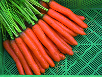 Rodelika