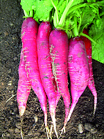 Ostergruß rosa 2