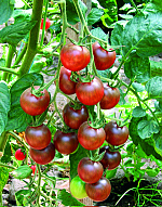 Black Cherry