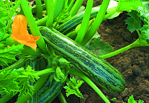 Cocozelle v. Tripolis
