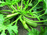 Alberello