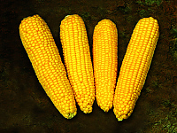True Gold Sweet corn