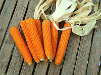 Kremgolyo