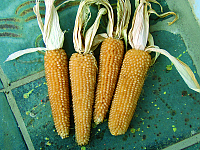 White Selection
