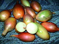 Schoderleer