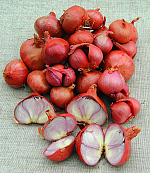 Laaer Rosa Lotte