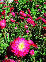 Astra čínská Red Diamond