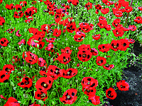 Klatschmohn Pierrot