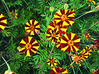 Aksamitník rozkladitý (afrikán) Double Pinwheel