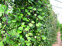 Malabar špenát, červený