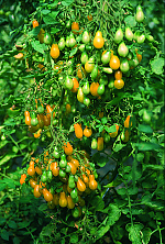 Dattelwein