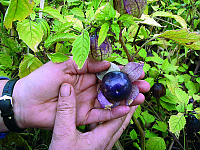 Mochyně Tomatillo purpurové