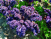 Roter Grünkohl