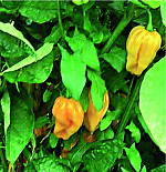 Habanero Golden