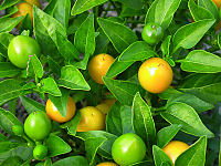 Gelbe Kirschen
