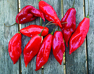 Habanero rot