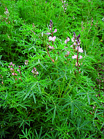 Lupina