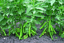 Bob Eleonora