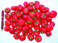 Paprika Paradiso