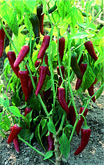 Paprika – chilli De Cayenne