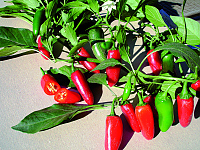 Paprika – chilli Jalapeno