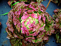 Merveille des quatre saisons
