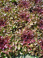 Red Salad Bowl