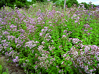 Dobromysl obecná (oregano)