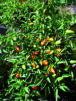 Paprika – chilli Capela orange
