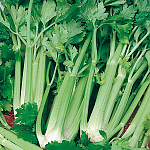 Celer řapíkatý Tall Utah