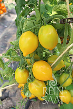 Tomate Citrina