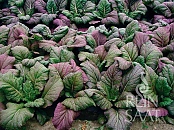 Asijská listová zelenina Red Giant
