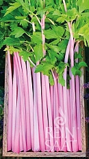 Celer řapíkatý Pink Celery