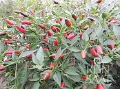 Paprika  Thai chilli