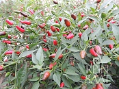 Thai Chili