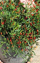 Paprika chilli Wildpfefferoni