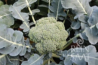 Brokolice Leonora