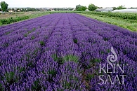 Lavendel Hidcote Blue