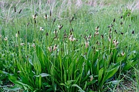 Spitzwegerich